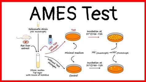 Ames Test .